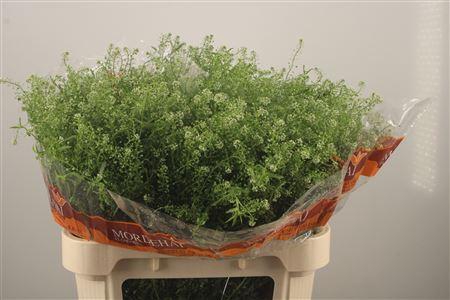 <h4>Lepidium Green Bell</h4>