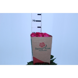 ROSA GRACE KELLY 060 CM ESTUFA
