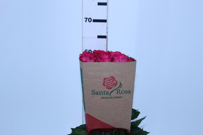 ROSA GRACE KELLY 060 CM ESTUFA