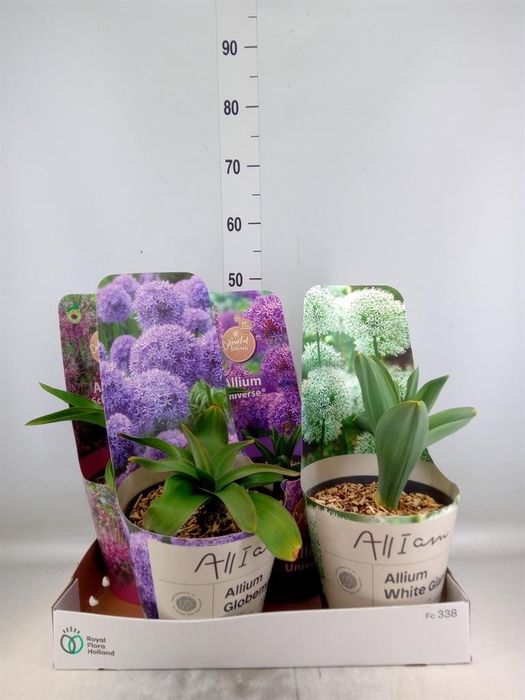 <h4>Allium   ...</h4>