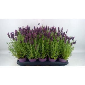 Lavandula stoec. 'Anouk'