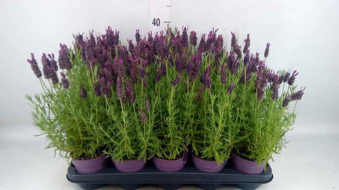<h4>Lavandula stoec. 'Anouk'</h4>