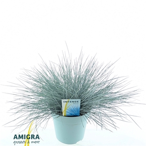 Festuca glauca Intense Blue®