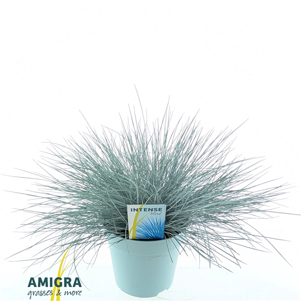 <h4>Festuca glauca Intense Blue®</h4>
