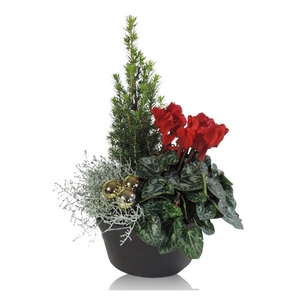 Arrangement in Schaal 19 cm Kerst