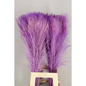 Feather Peacock Milka 80cm