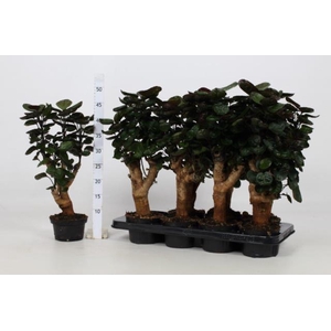 Polyscias Fabian 13Ø 50cm