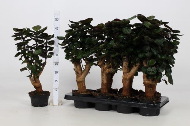 Polyscias Fabian 13Ø 50cm