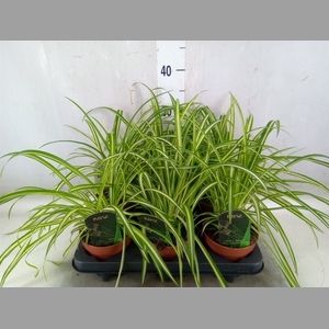 Chlorophytum  'Atlantic'