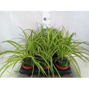 Chlorophytum  'Atlantic'