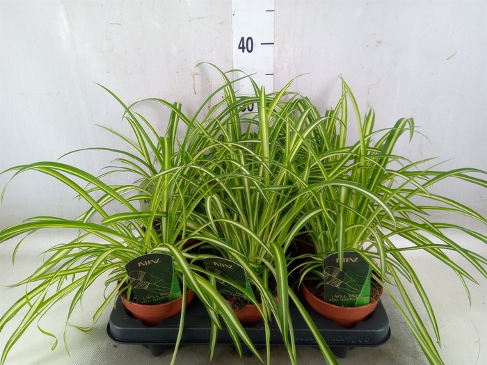 <h4>Chlorophytum  'Atlantic'</h4>