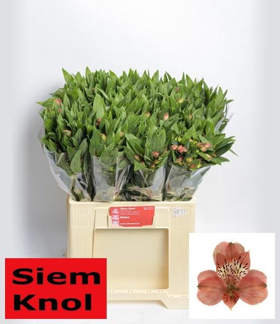 <h4>ALSTR ESTEE</h4>