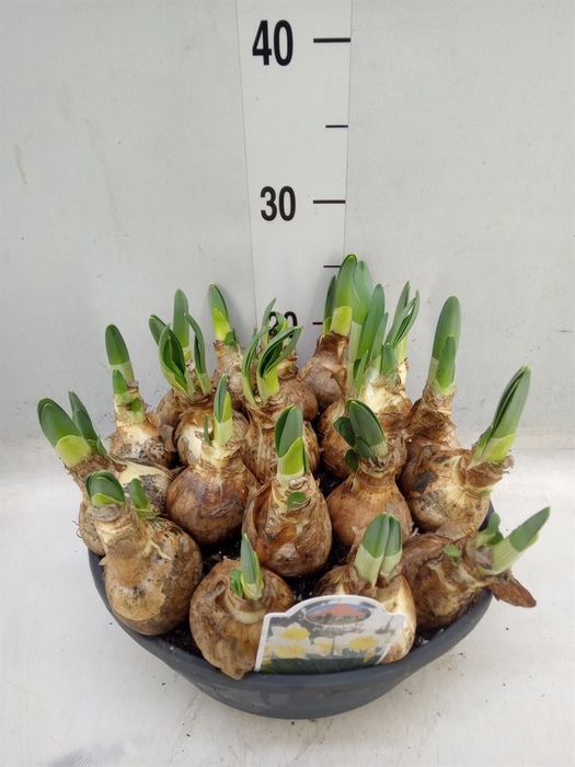 <h4>Narcissus ...</h4>