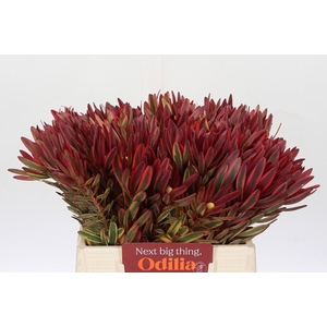 Leucadendron Jester