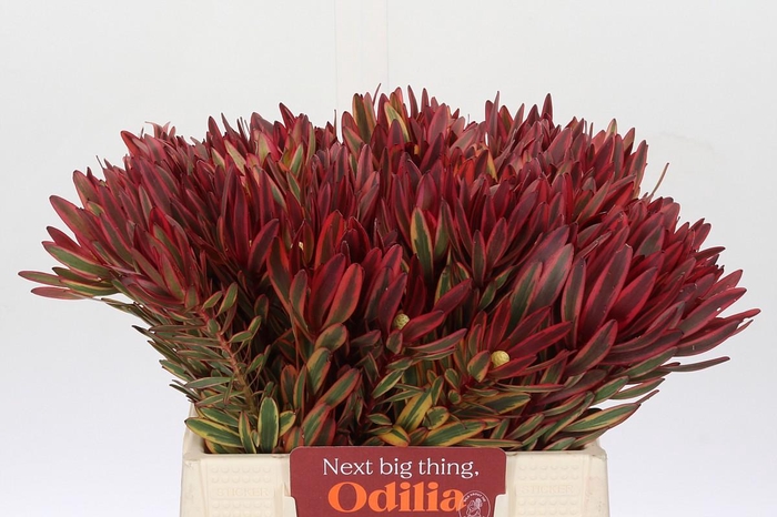 <h4>Leucadendron Jester</h4>