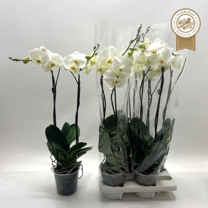 PHAL OV WIT