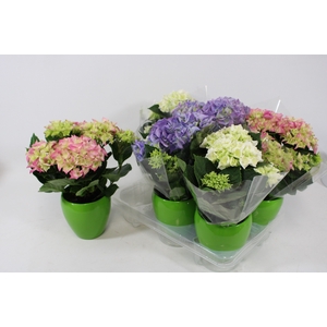 ARR HYDRANGEA