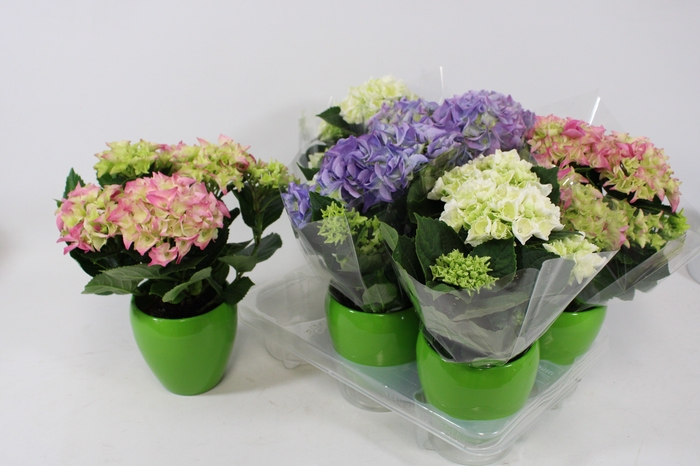 <h4>ARR HYDRANGEA</h4>
