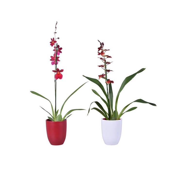 <h4>Christmas mix 1 tak met rood & wit keramiek</h4>