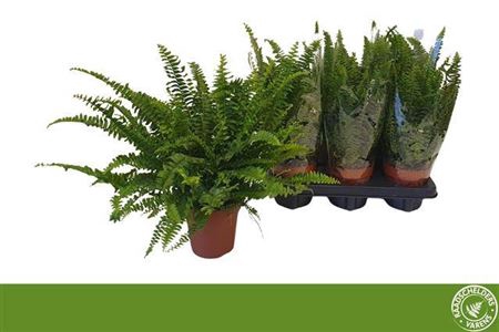 <h4>Nephrolepis exaltata 'Green Lady'</h4>
