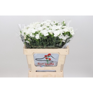 Dianthus Sp 
