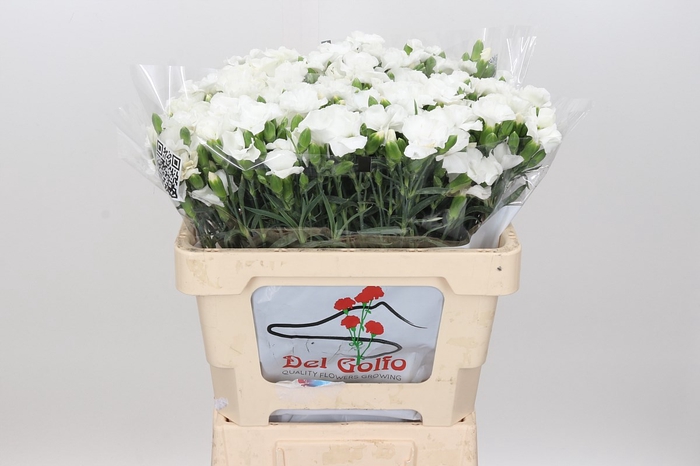 Dianthus Sp 