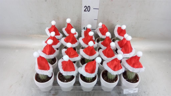 <h4>Cactus   ...decorated</h4>