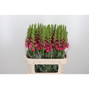Antirrhinum Po Rose