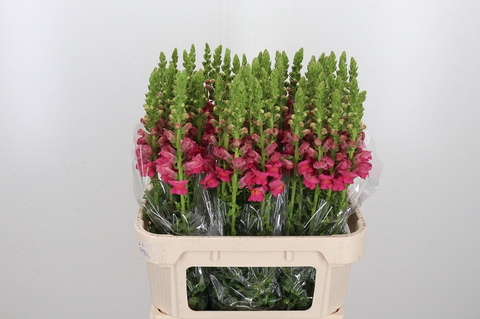 <h4>Antirrhinum Po Rose</h4>