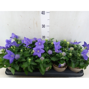 Platycodon grand. 'Astra Blue'