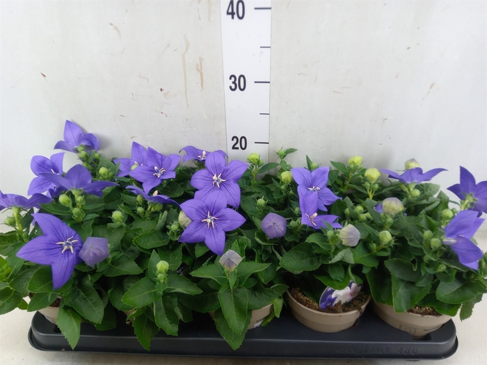 <h4>Platycodon grand. 'Astra Blue'</h4>
