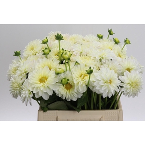Dahlia White Cap