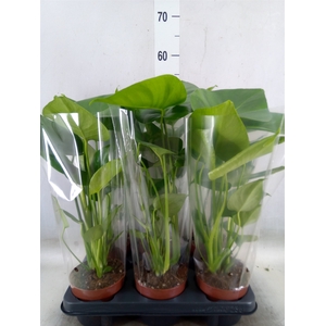 Monstera   ...