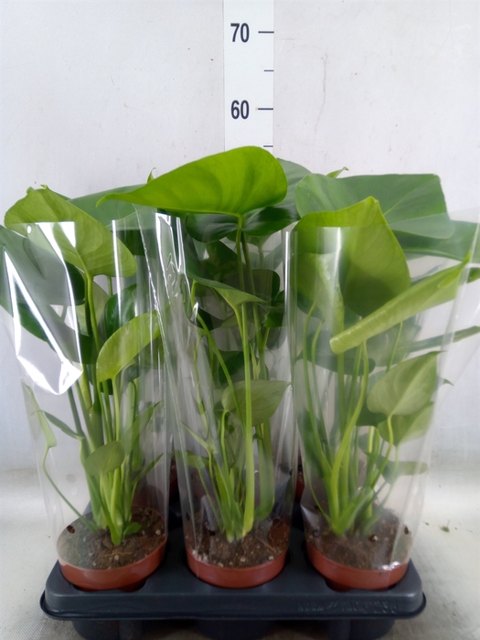 <h4>Monstera   ...</h4>