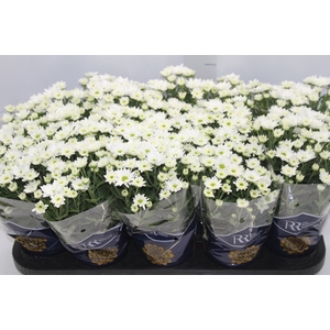 CRISANTEMO MINI P11 BRANCO