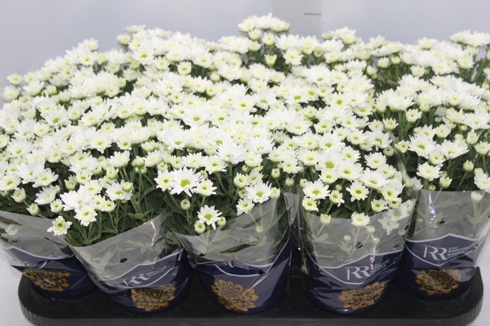 CRISANTEMO MINI P11 BRANCO