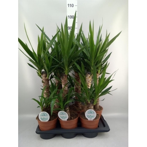Yucca   ...