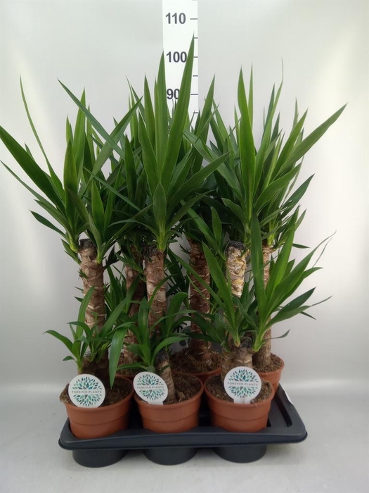 Yucca   ...