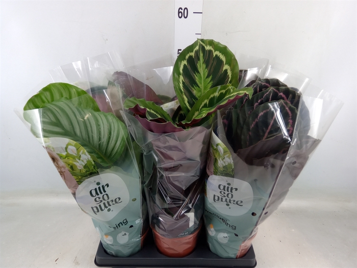 <h4>Calathea roseopicta   ...mix</h4>