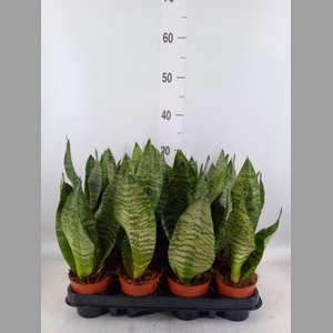 Sansevieria zeylanica