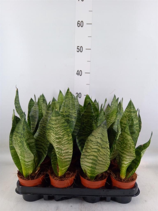 <h4>Sansevieria zeylanica</h4>