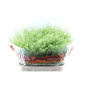 Thlaspi Green Bell 45 Gram