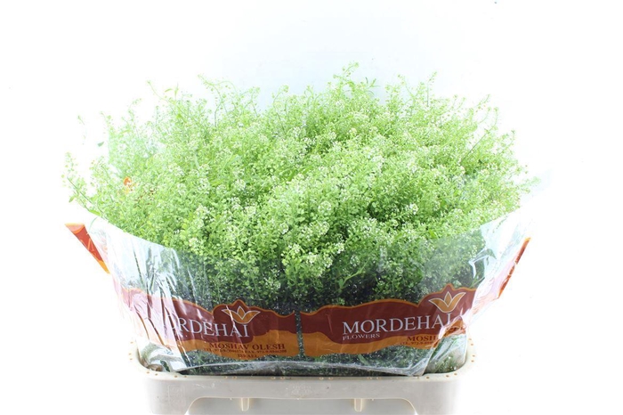 <h4>Thlaspi Green Bell 45 Gram</h4>