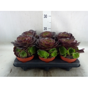 Aeonium arboreum 'Velours'