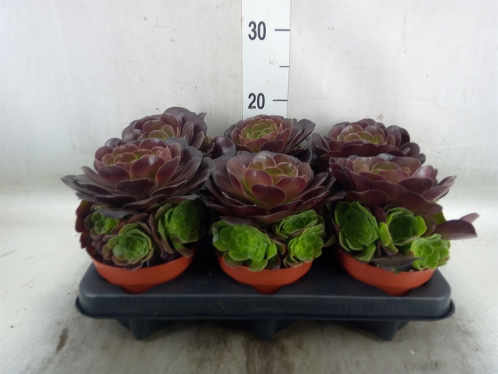 <h4>Aeonium arboreum 'Velours'</h4>