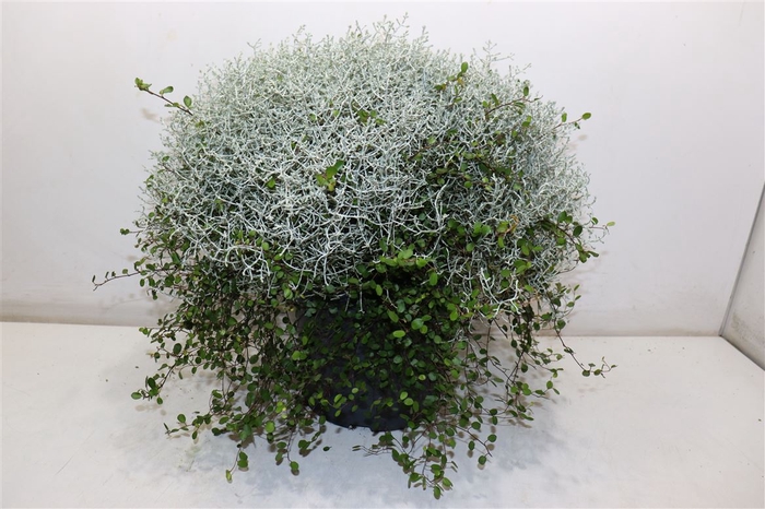 <h4>Leucoph Brownii + Muehlenbeckia</h4>