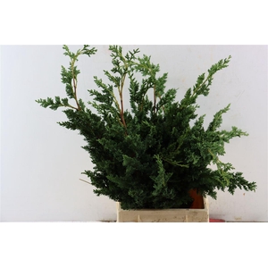 Chamaecyparis Law Wisselii 2kg