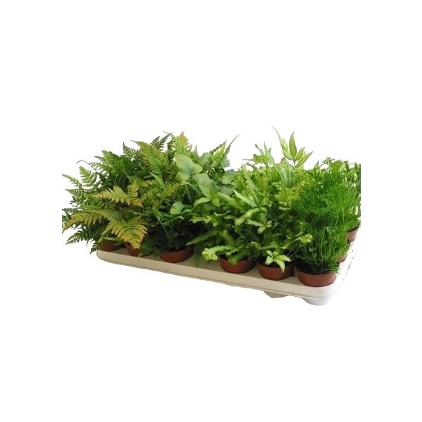 <h4>Fern 8,5 cm Pteris mix tray P8,5</h4>