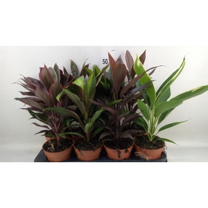 Cordyline   ...mix