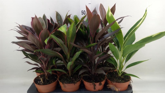 <h4>Cordyline ...mix</h4>